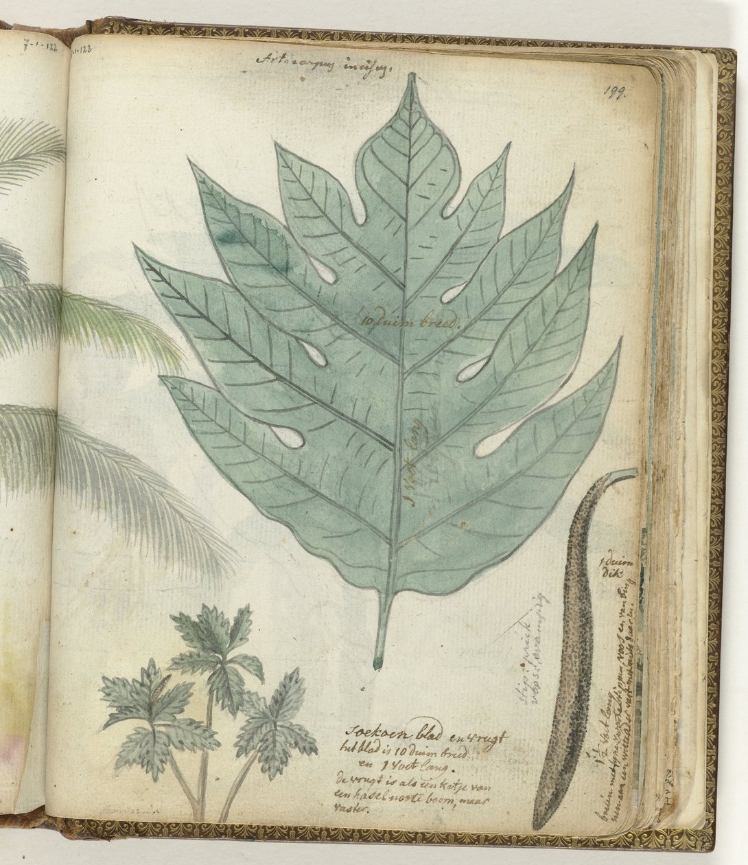 Hoja y fruto de Sukoon de Jan Brandes