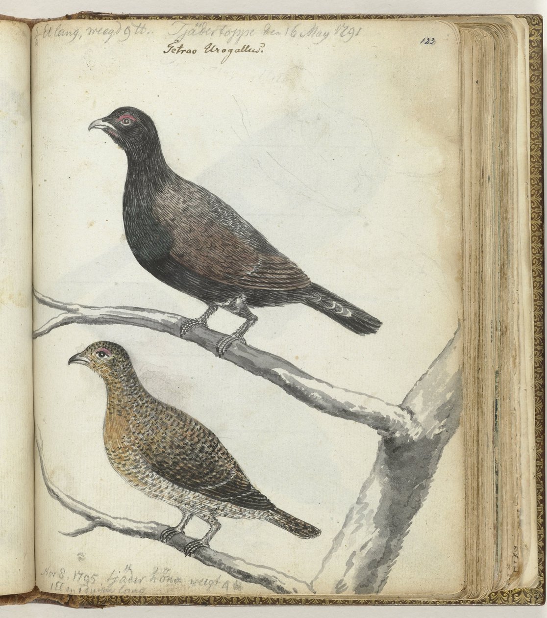 pájaros suecos de Jan Brandes