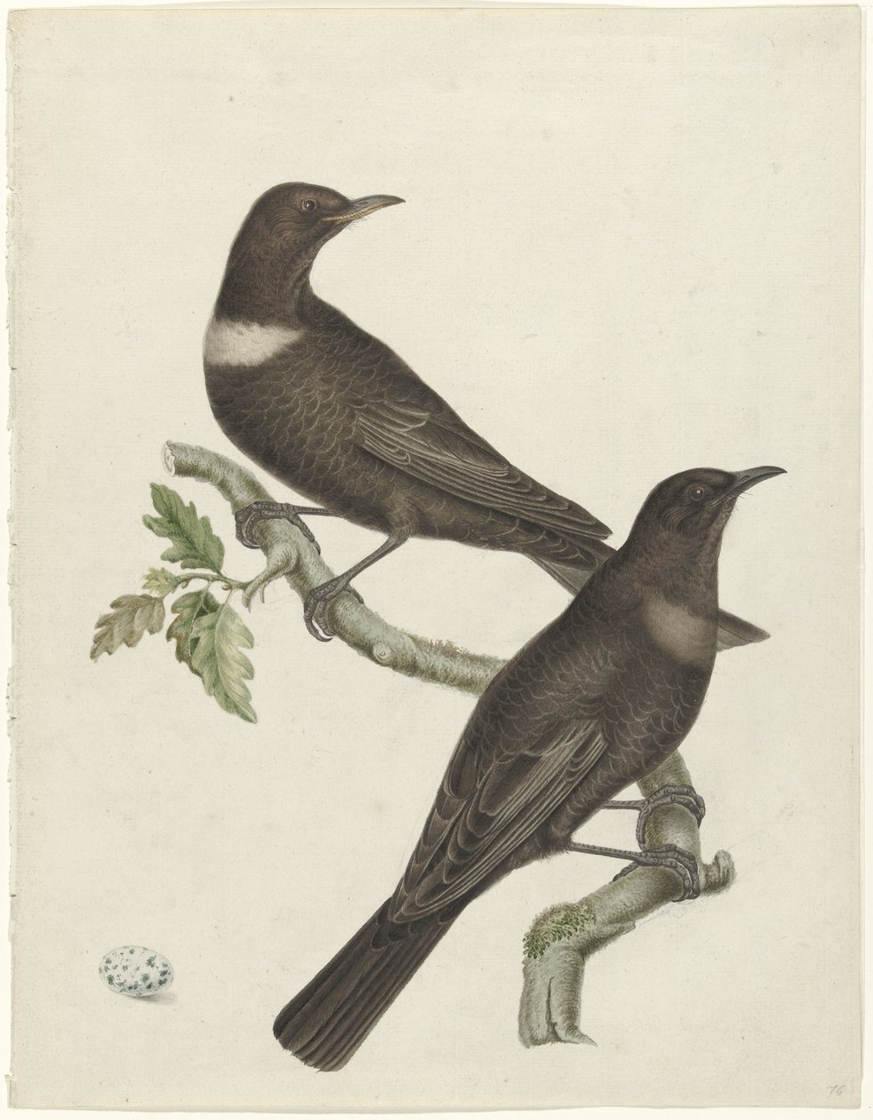 Dos tordos de pico (Purdus torquatus) con un huevo de Jan Christiaan Sepp (possibly)