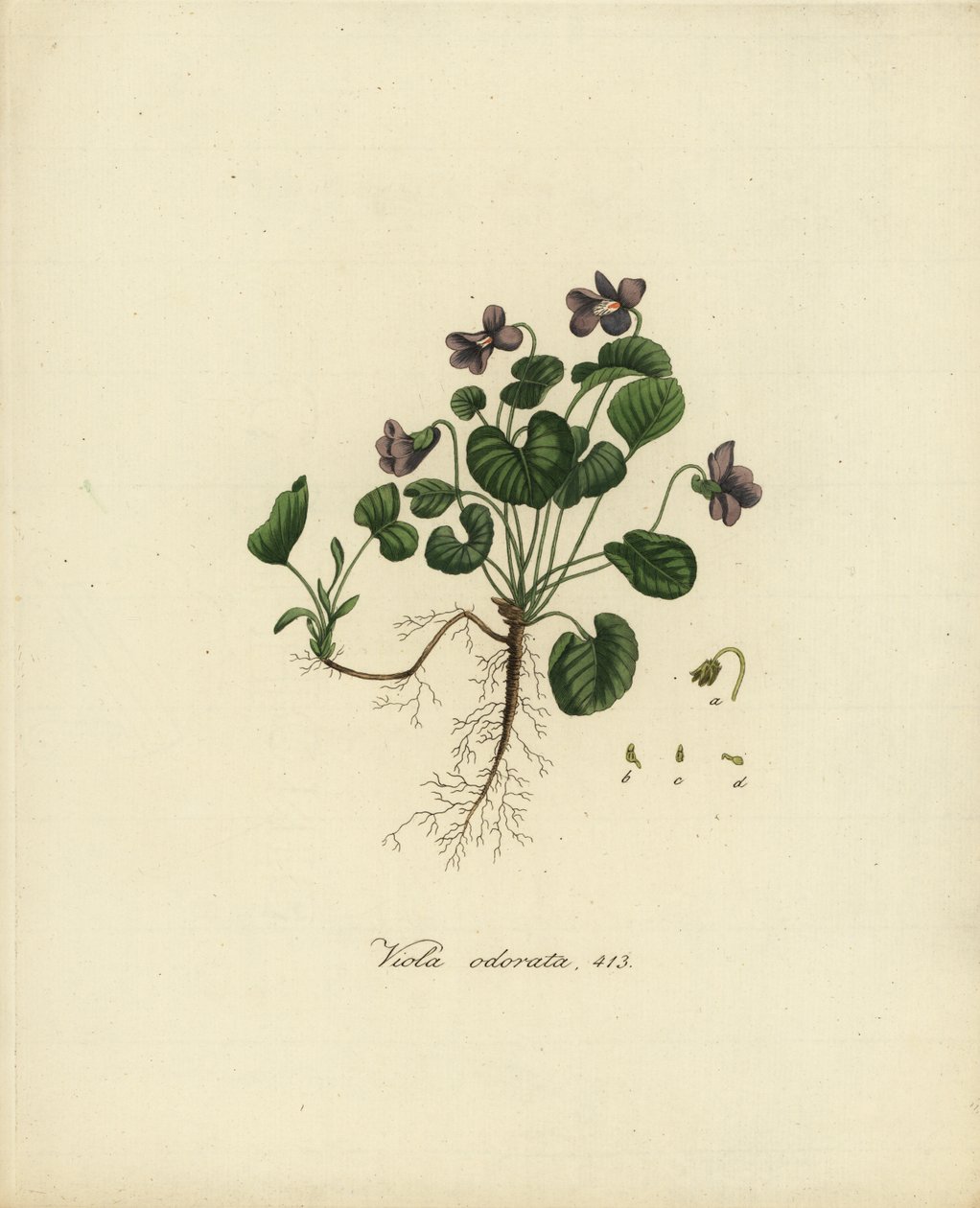 Violeta dulce o violeta inglesa, Viola odorata de Jan Christiaen Sepp
