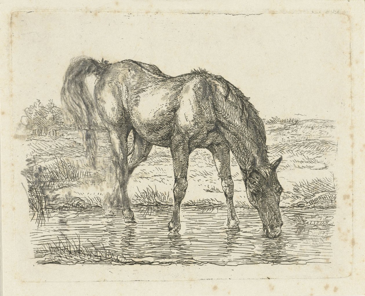 caballo bebiendo de Jan Dasveldt