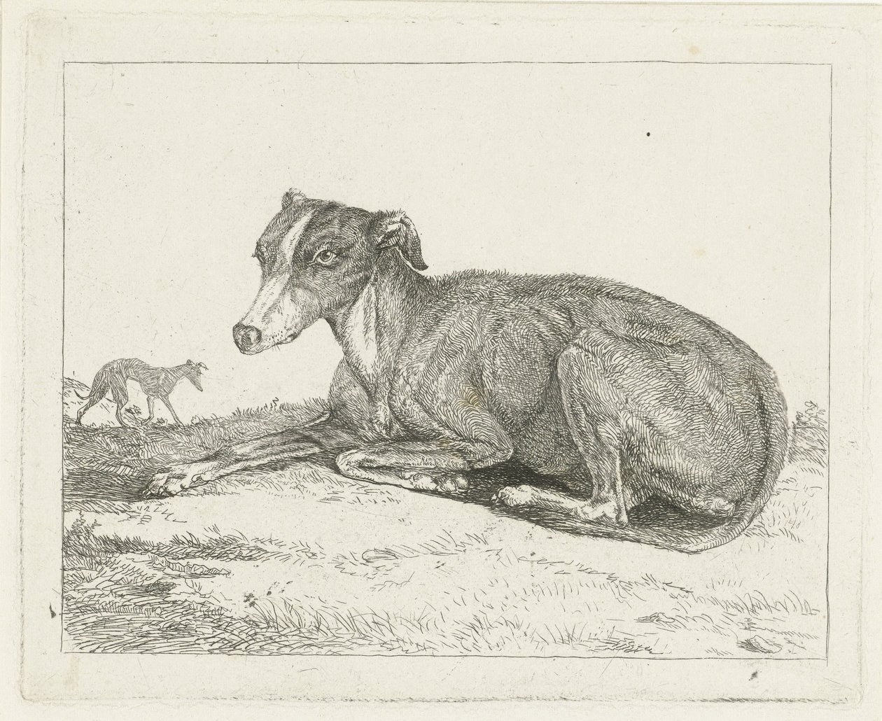 galgos de Jan Dasveldt
