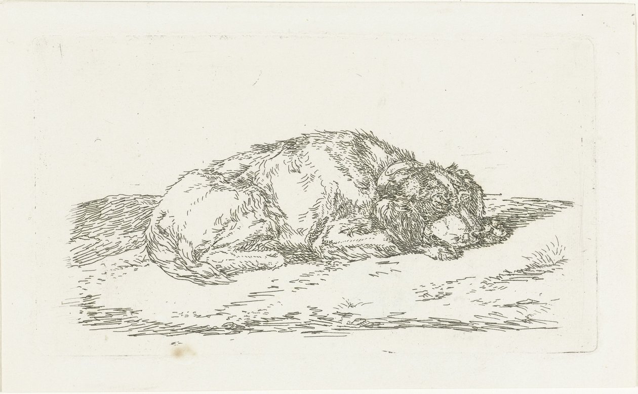 Perro durmiendo con la cabeza apoyada en las patas delanteras de Jan Dasveldt