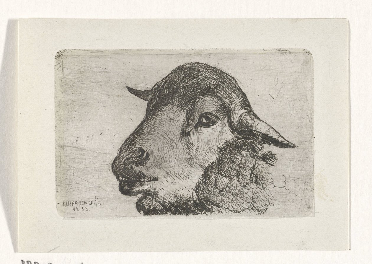 cabeza de oveja de Jan Heppener