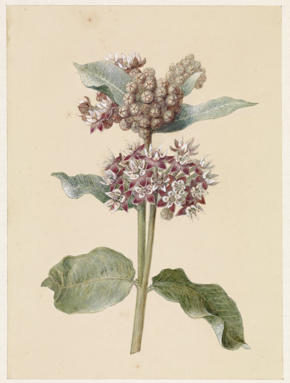 Especies de Asclepias en flor de Jan Jacob Goteling Vinnis