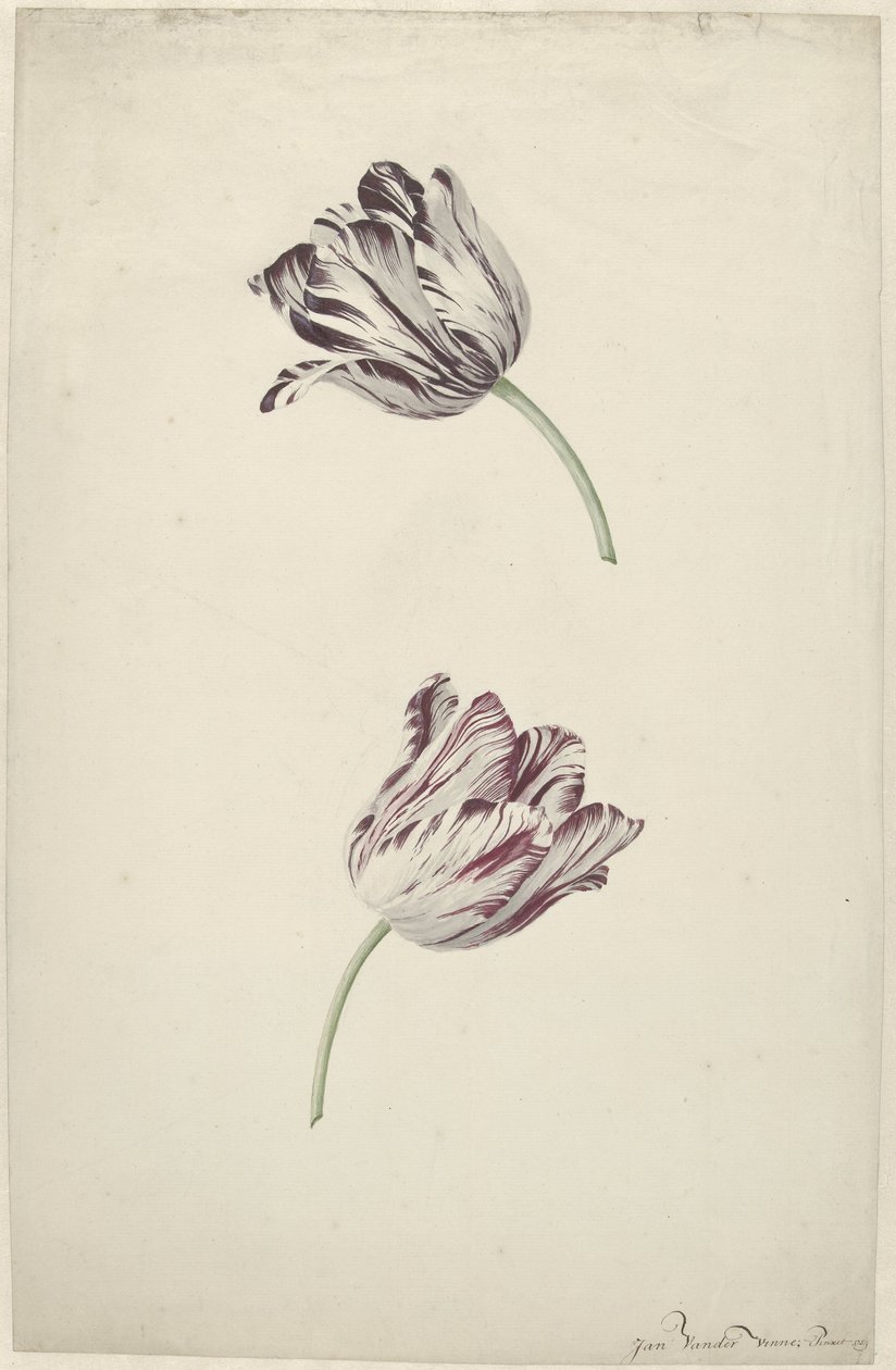 Dos tulipanes rojos y blancos de Jan Jansz. van der Vinne