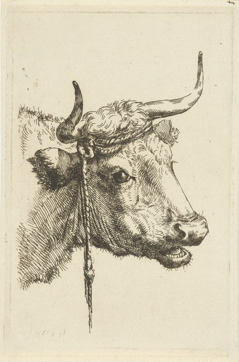 cabeza de vaca de Jan Kobell (II)