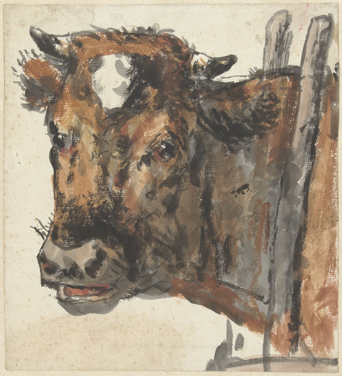 Cabeza de vaca de Jan Kobell (II)