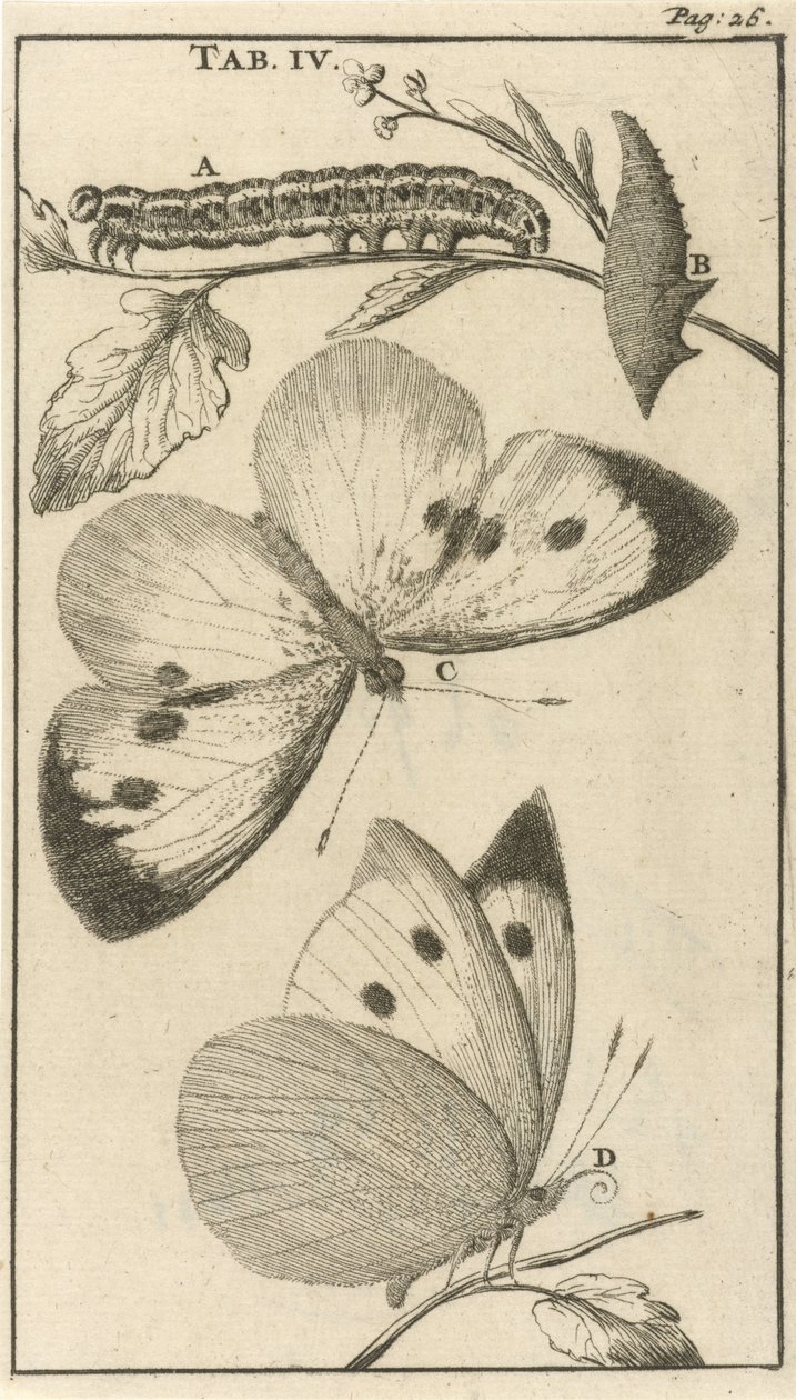Orugas, pupas y mariposas IV de Jan Luyken