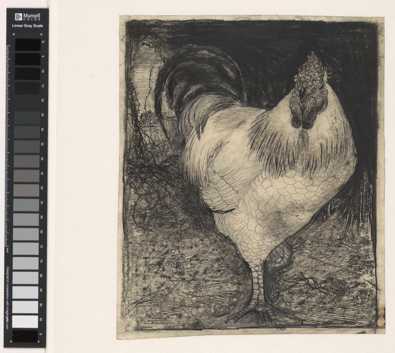 Gallo en una pata de Jan Mankes