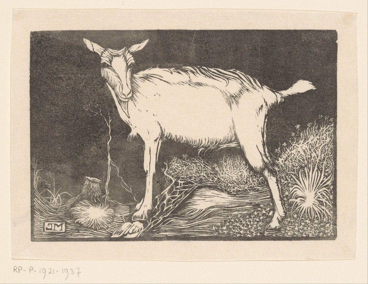 Cabra blanca de Jan Mankes