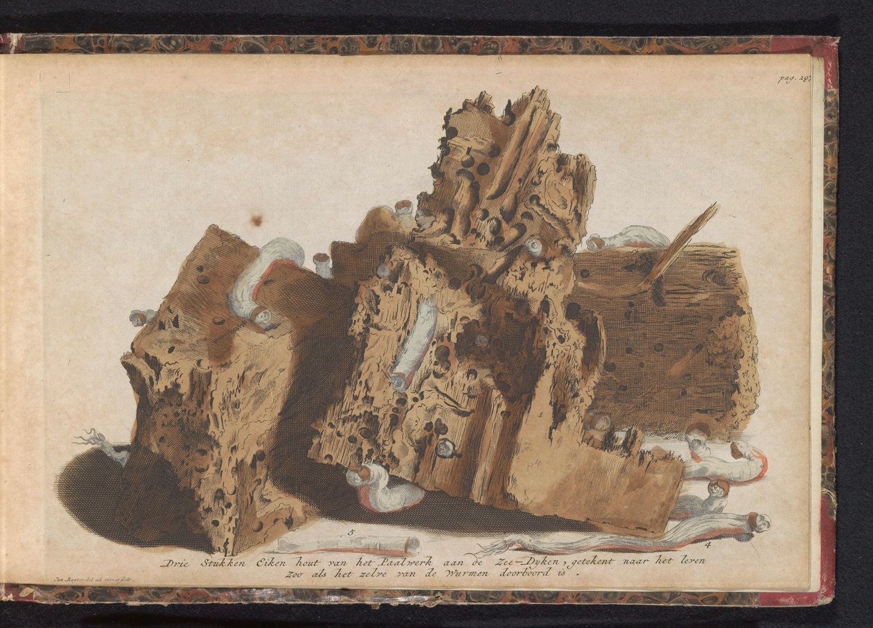 Partes del trabajo de pilotes afectadas por gusanos de barco, 1731 Tres piezas de madera de roble del Paalwerk aan de Zee-Dyken, dibujadas después de la vida tal como fue perforada por los Wurmen (título sobre el objeto) de Jan Ruyter