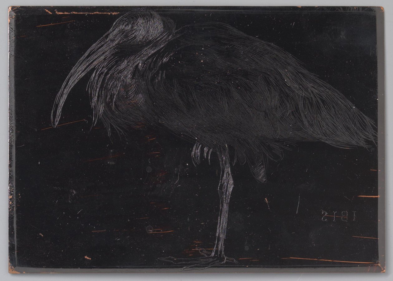 Ibis (título original del objeto) de Jan Veth