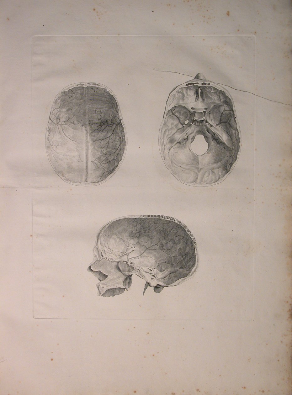 Albinus II, Pl. III, hueso craneal, ilustración de 
