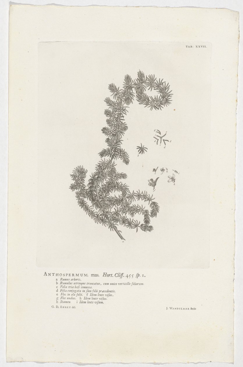 Anthospermum aethiopicum
Anthospermum mas. Hort. Cliff. 455 sp. 1 (título en el objeto) de Jan Wandelaar