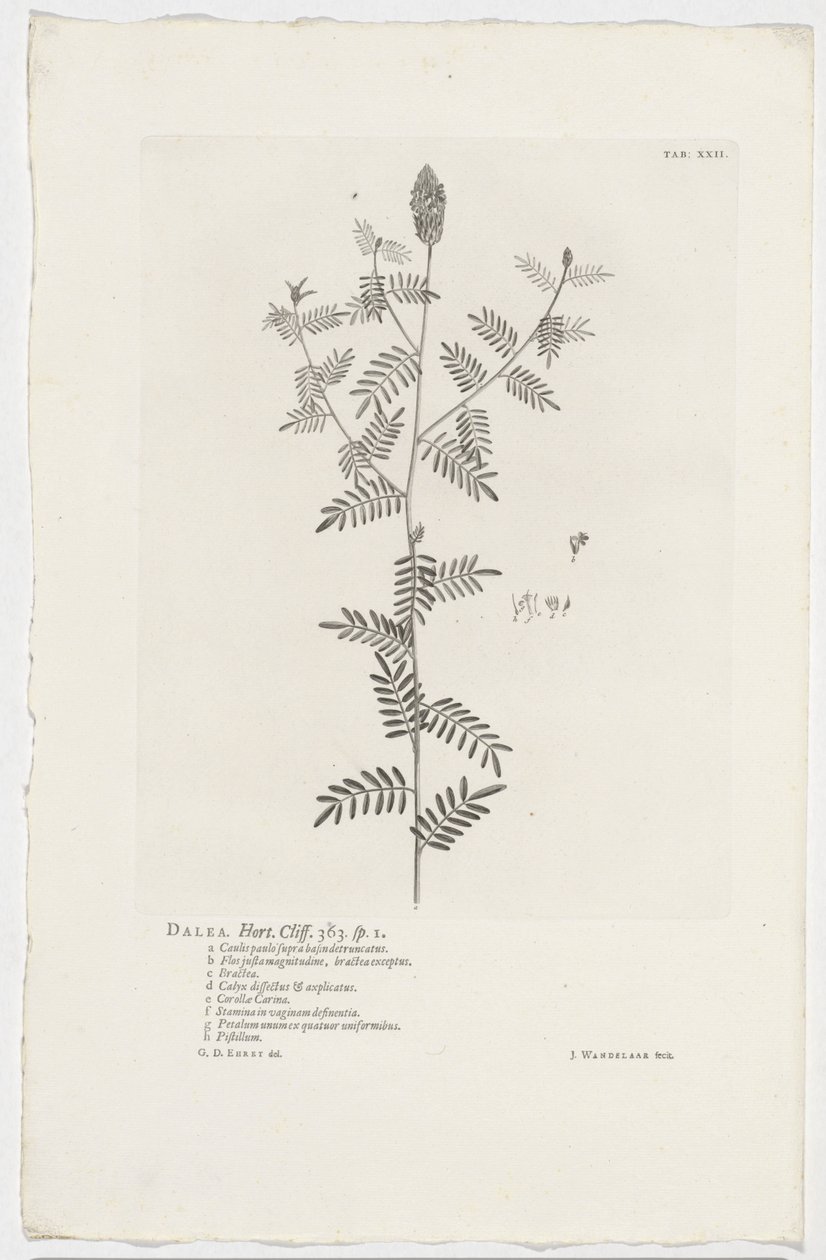 Dalea alopecuroides
Dalea. Hort. Cliff. 363. sp. 1 (título en el objeto) de Jan Wandelaar