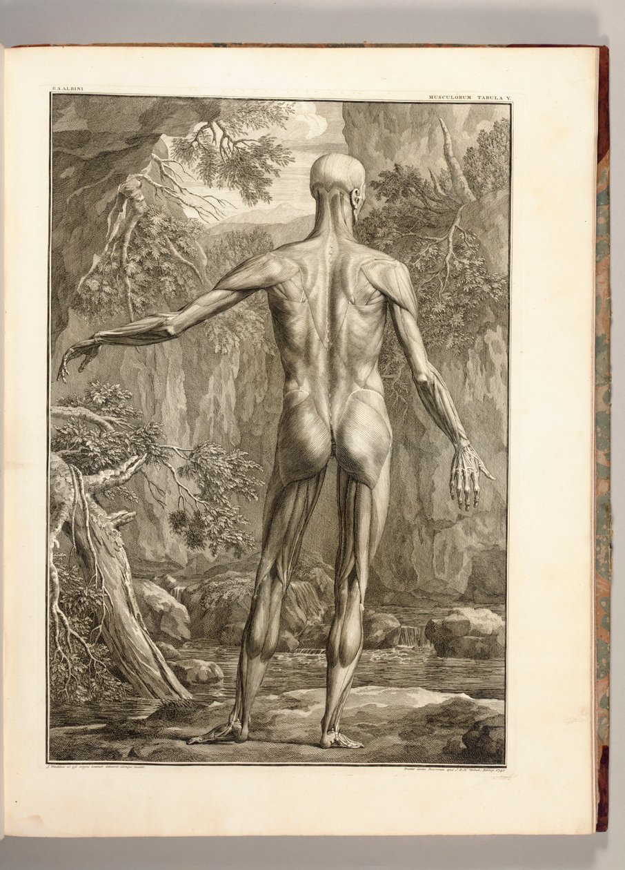 Grabado que representa los grupos musculares de la espalda, 1747 de Jan Wandelaar