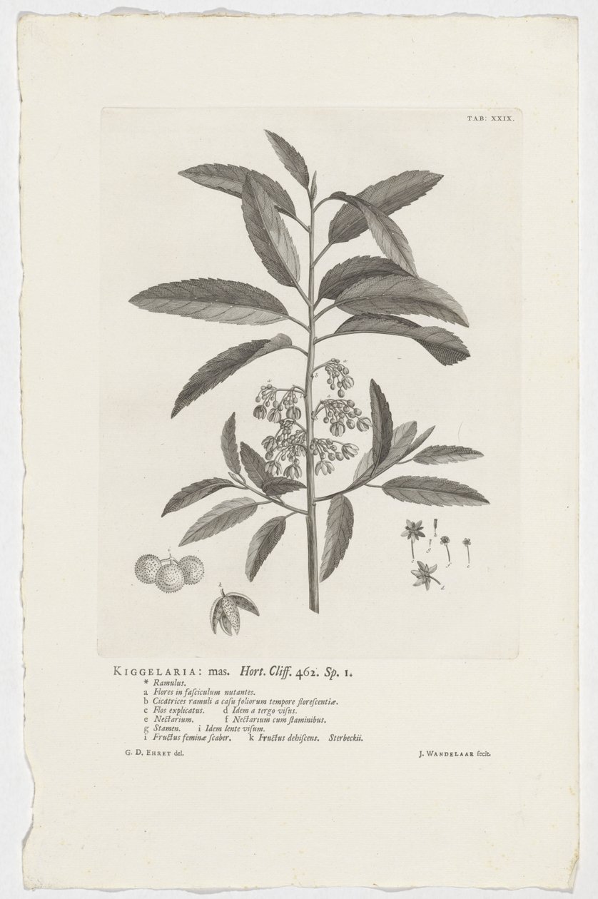 Kiggelaria africana
Kiggelaria: mas. Hort. Cliff. 462. sp. 1 (título en el objeto) de Jan Wandelaar
