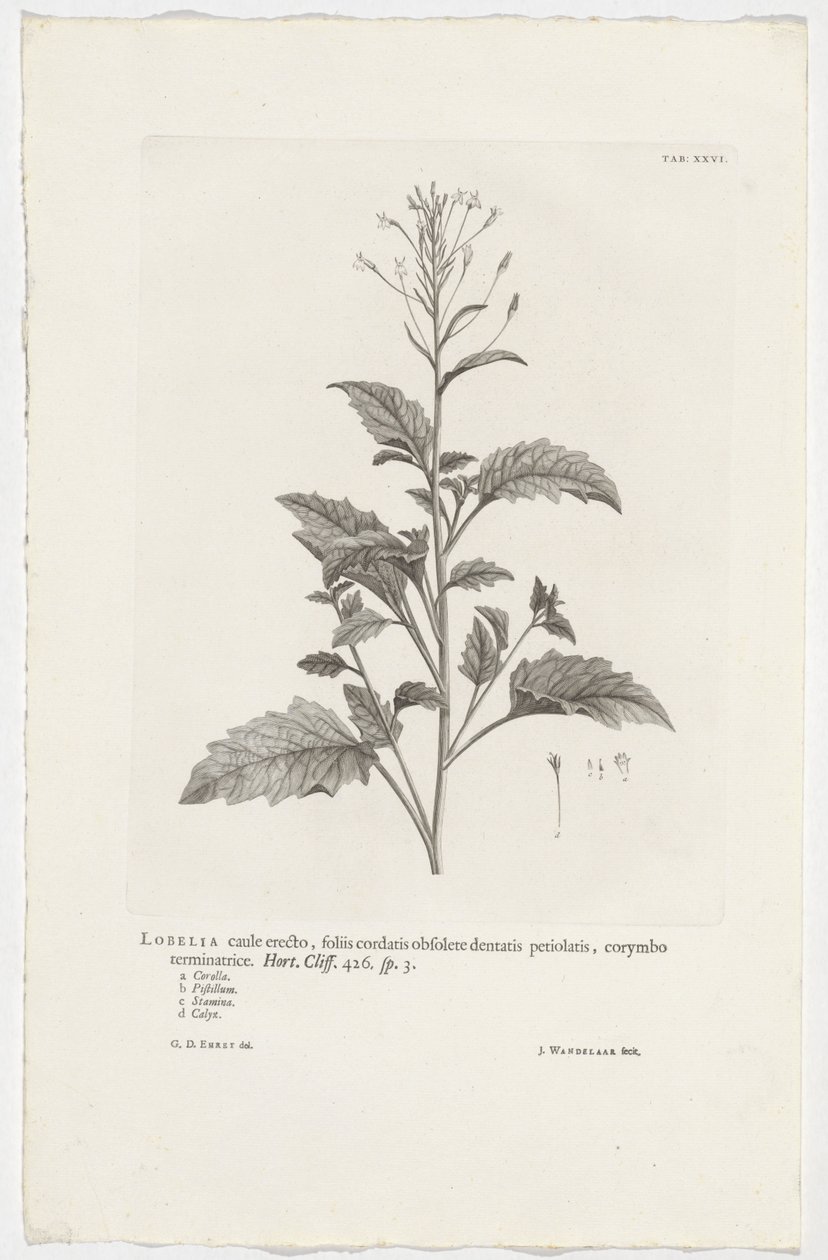 Lobelia cliffortiana
Lobelia caule erecto, foliis cordatis obsolete dentatis petiolatis, corymbo terminatrice. Hort. Cliff. 426. sp. 3 (título en el objeto) de Jan Wandelaar