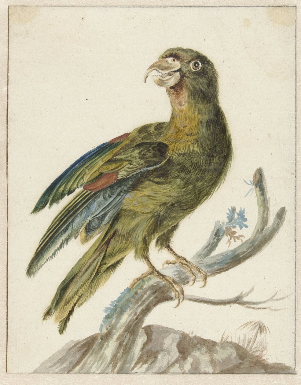Periquitos de Jan Baptist Weenix