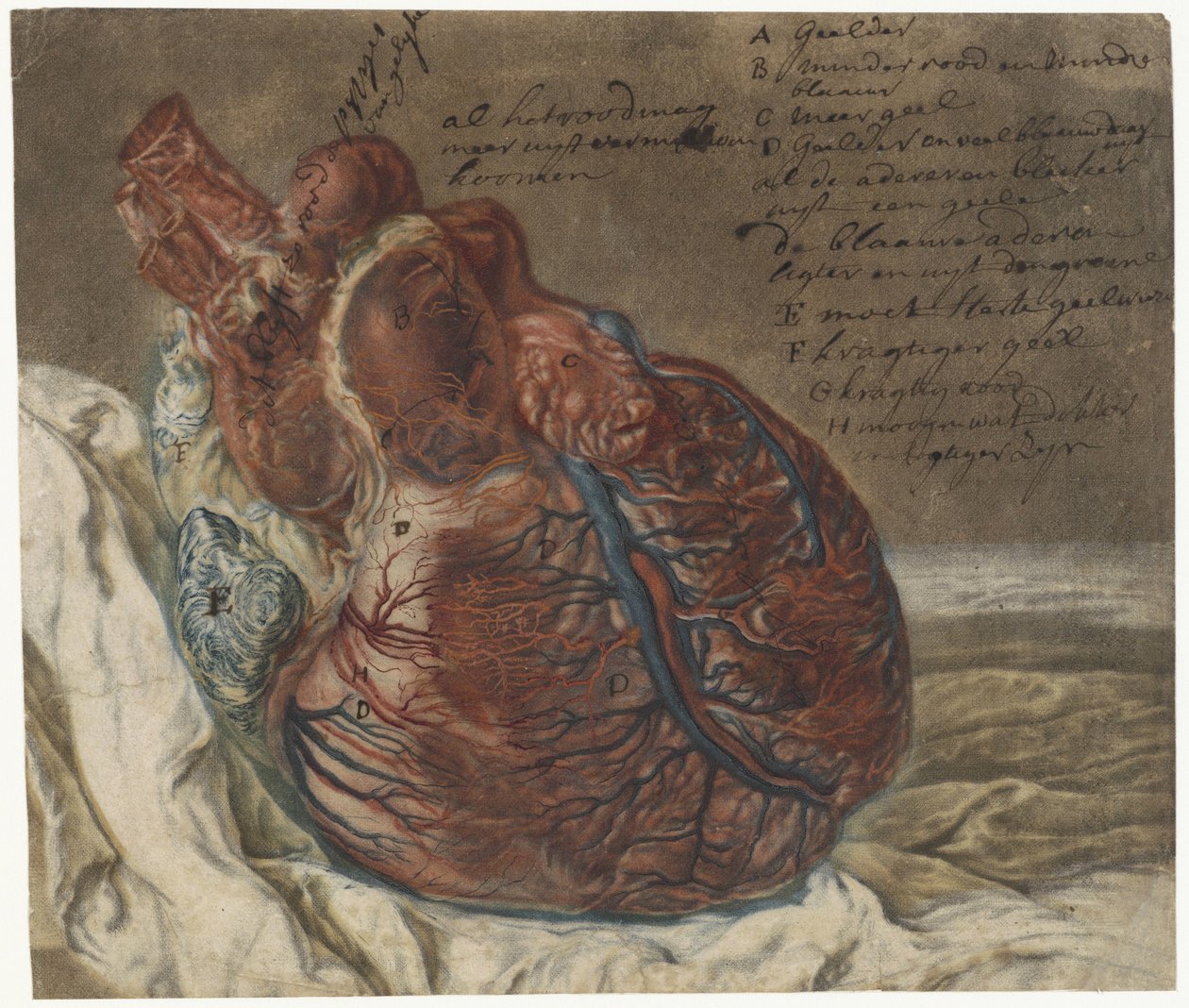 Huellas del cerebro y del corazón
Estudio anatómico de un corazón humano de Jan l