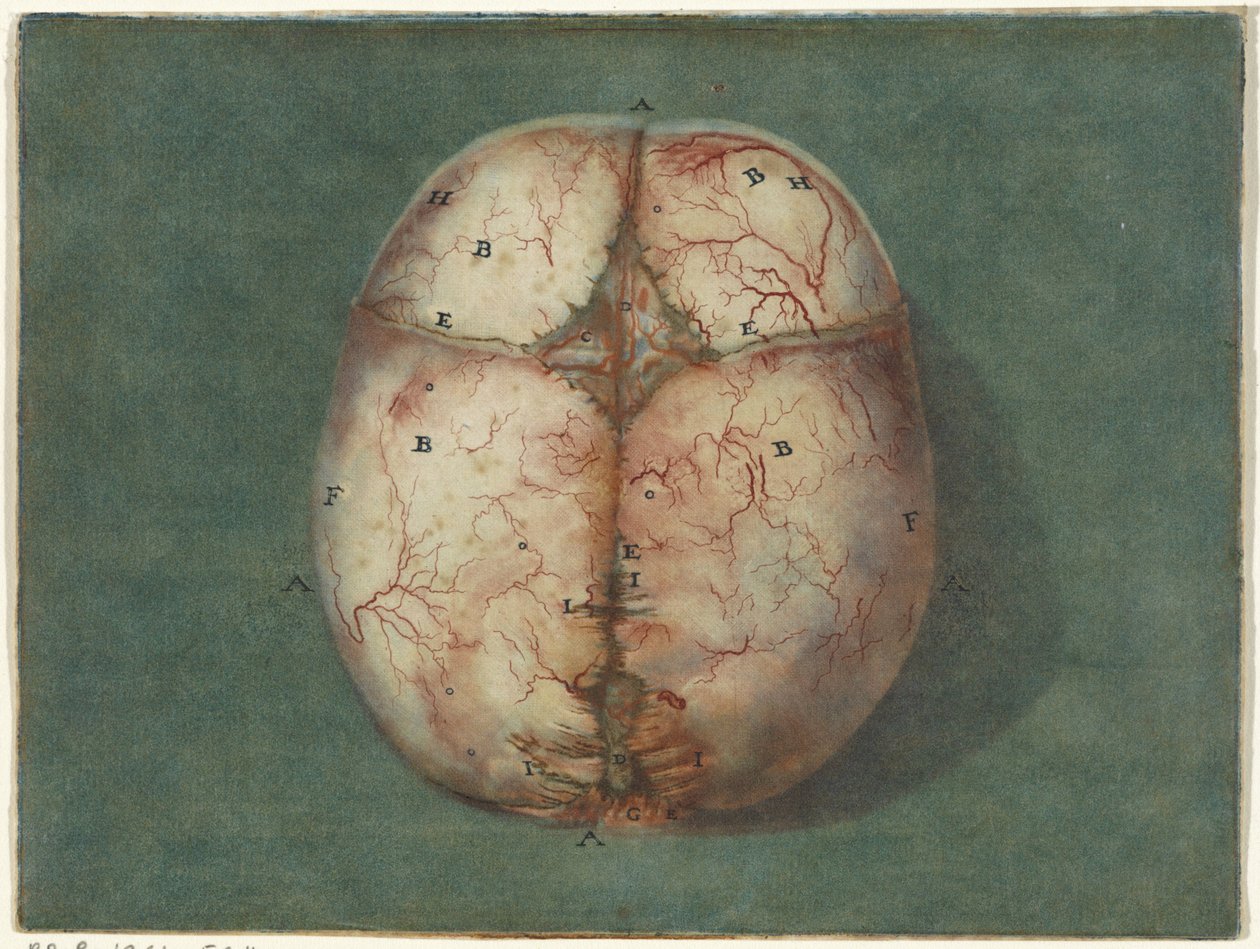 Huellas del cerebro y del corazón
Estudio anatómico del cráneo de un feto de Jan l