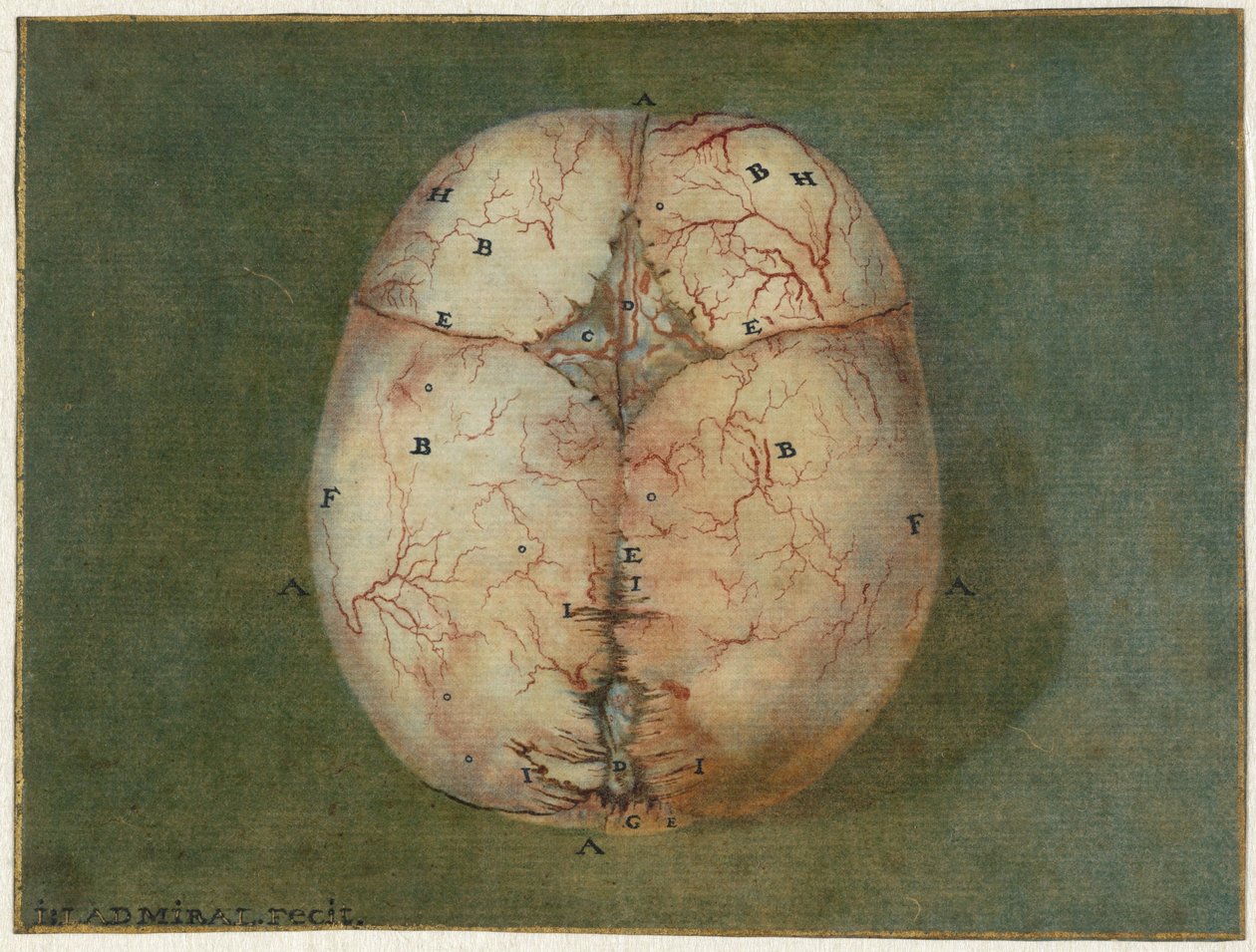 Huellas del cerebro y del corazón
Estudio anatómico del cráneo de un feto de Jan l