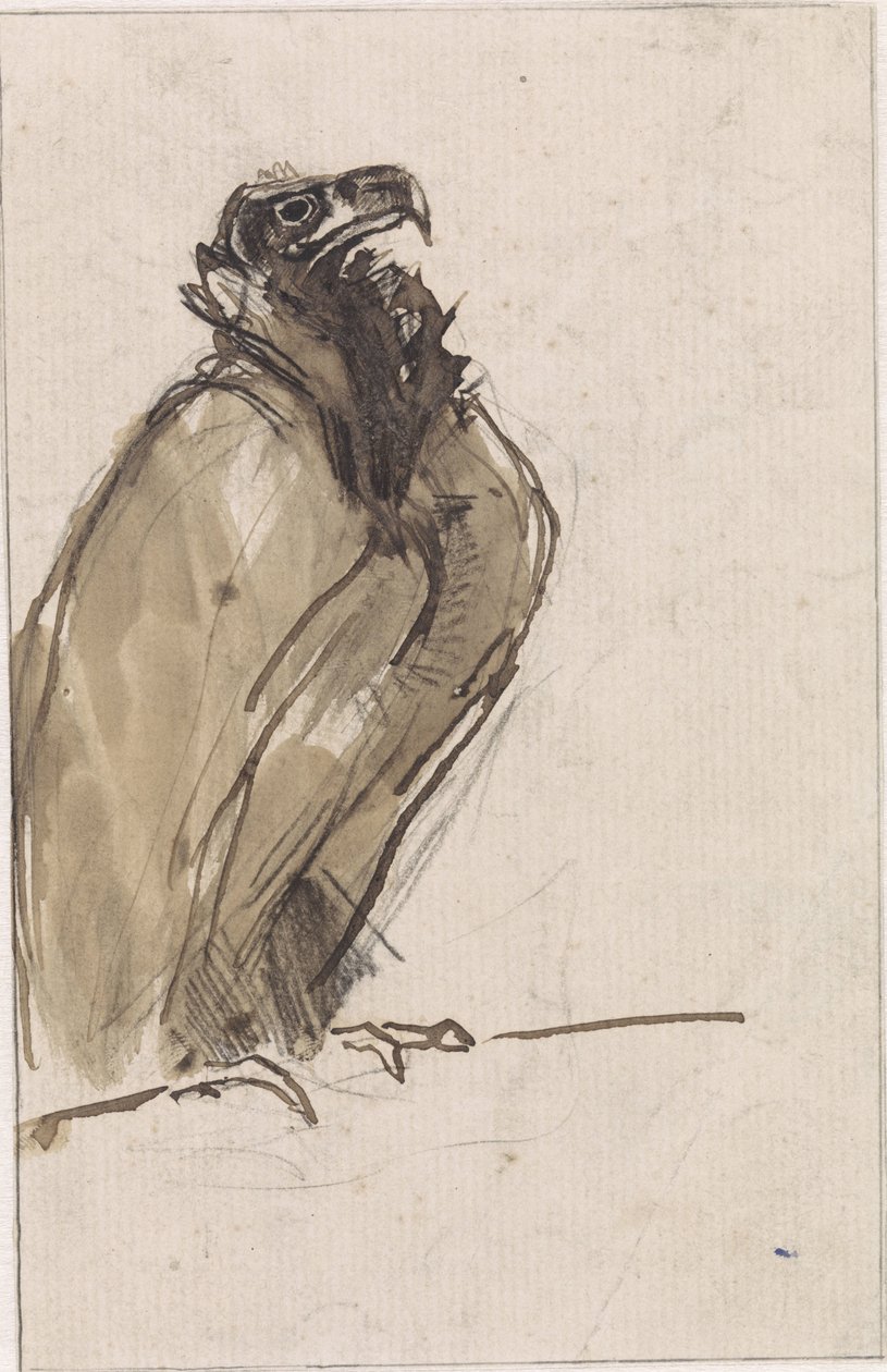 Buitre, sentado en una rama de Jan van Essen