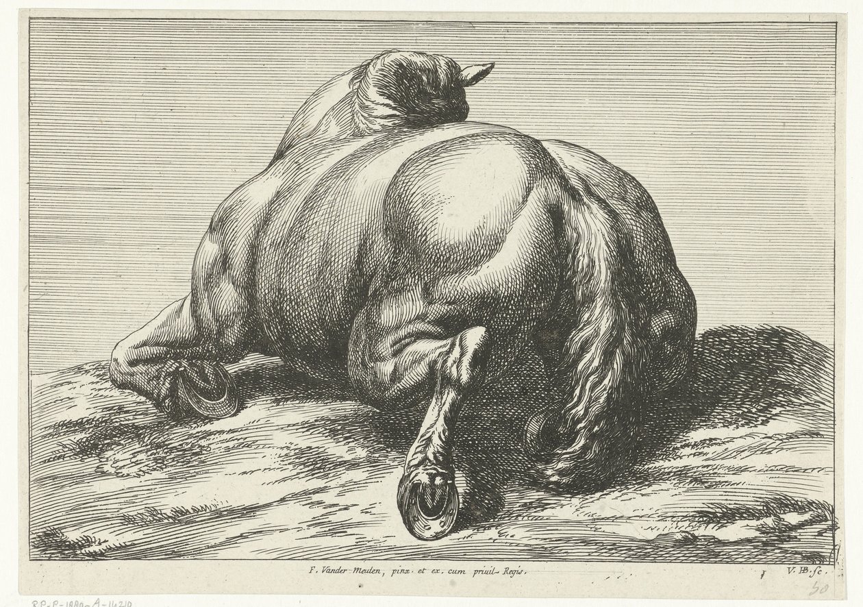 Caballo caído sobre el vientre visto desde atrás Caballos muertos (título de la serie) de Jan van Huchtenburg