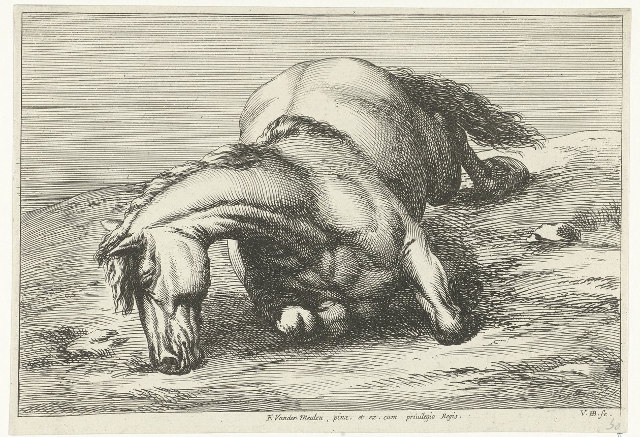 Caballo muerto acostado sobre el lado derecho Caballos muertos (título de la serie) de Jan van Huchtenburg