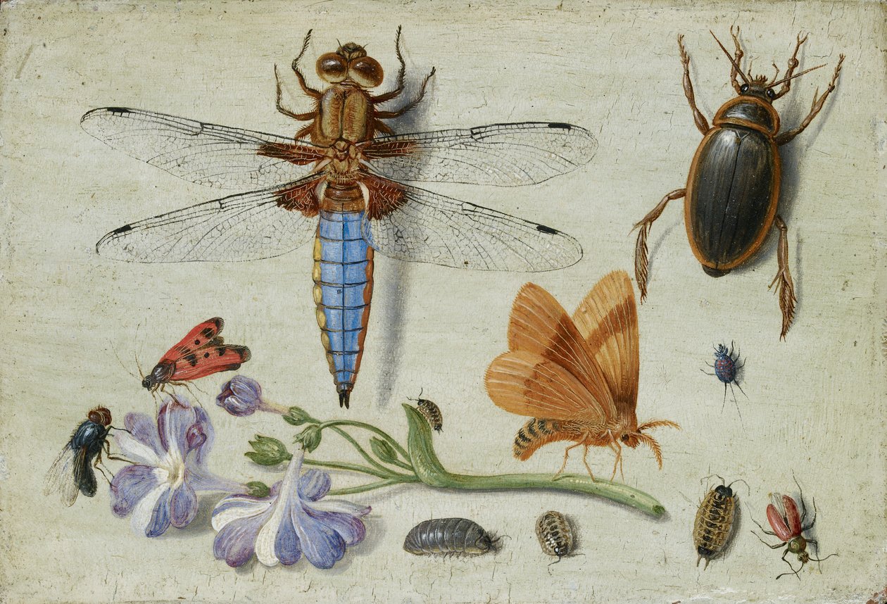 Un Escarabajo, Escarabajo, Cochinillas y otros Insectos, con una Rama de Aurícula de Jan van Kessel