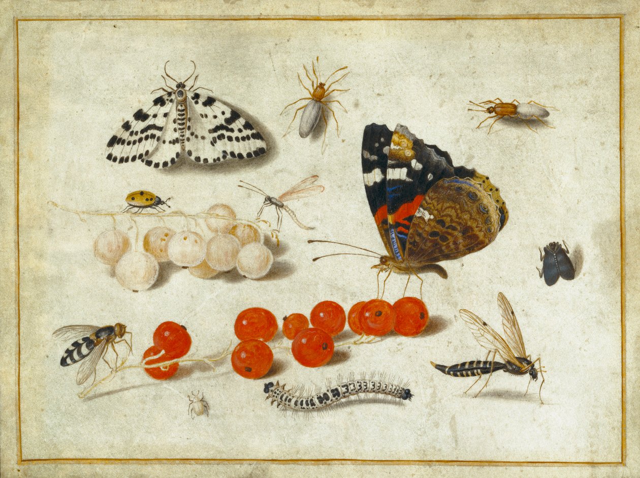 mariposa, oruga, polilla, insectos y grosellas, c.1650-65 (gouache e tinta sobre vitela) de Jan van Kessel the Elder