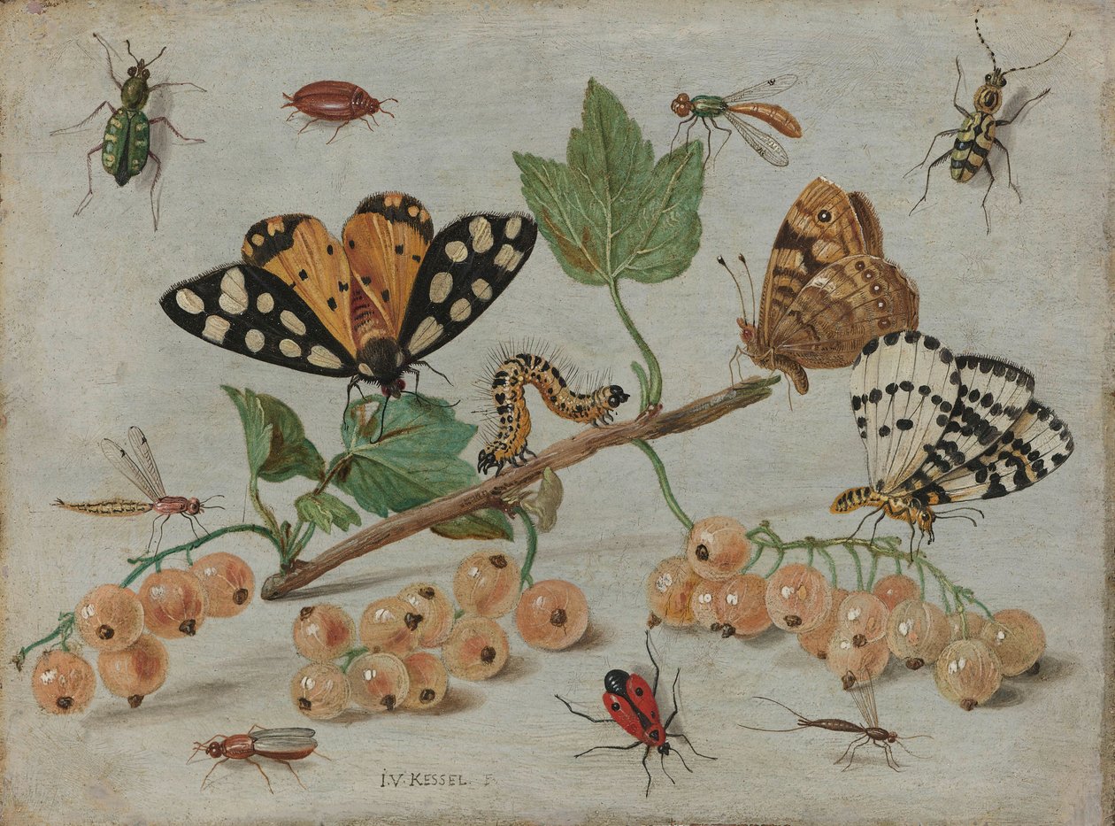 insectos y frutas, c.1660-5 de Jan van Kessel the Elder
