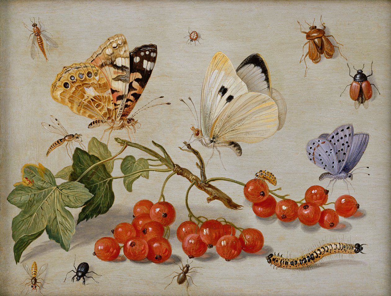 Naturaleza muerta con ramita de grosellas rojas, mariposas, escarabajos, oruga e insectos de Jan van Kessel the Elder