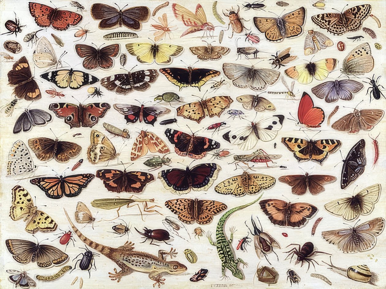 Estudio de mariposas y otros insectos. 1657 de Jan van Kessel the Elder