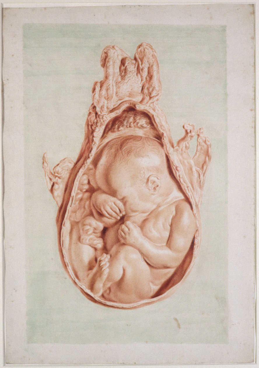 Placa XII del Ms Hunter 658, Dibujo para 