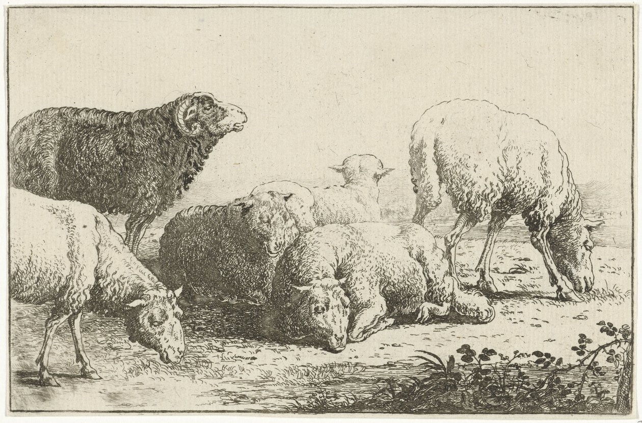 Oveja Animales (título de la serie) Zoographiam (título de la serie) de Jan van den Hecke