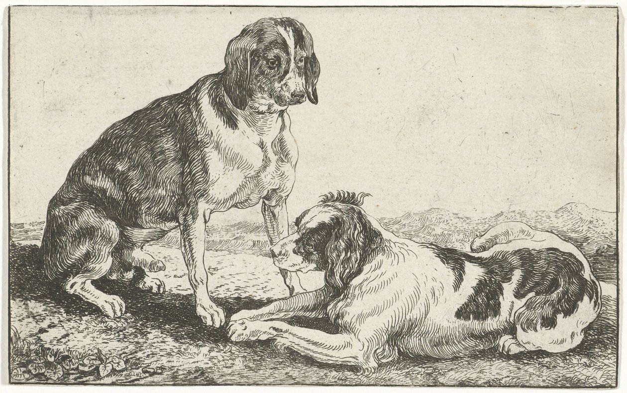 Dos perros descansando Animales (título de la serie) Zoographiam (título de la serie) de Jan van den Hecke