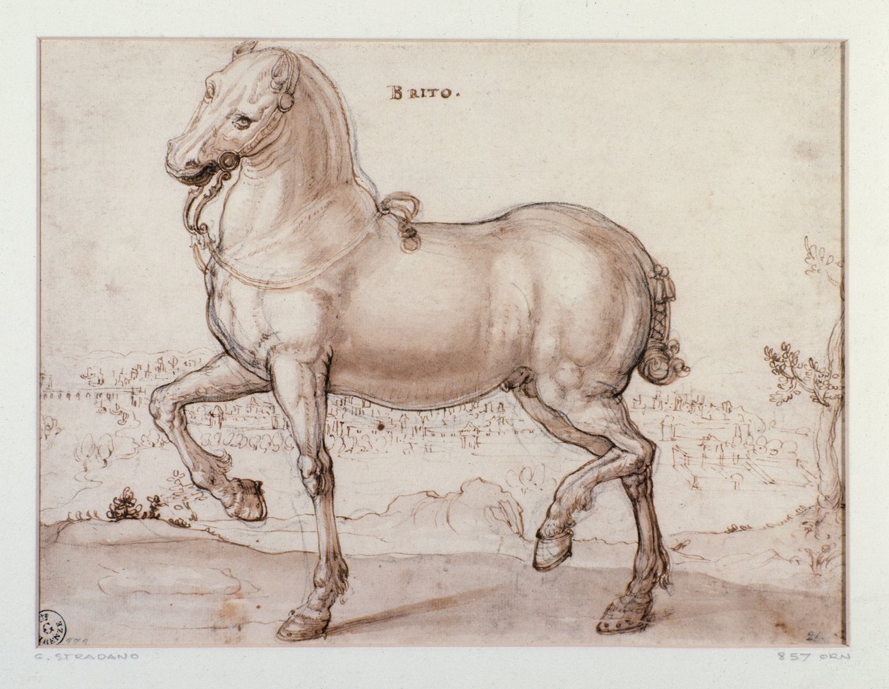 Estudio para un caballo Dibujo de Giovanni Stradano (Jan van der Straet) (1523-1605) Florencia, Gabinetto Disegni e Stampe, Uffizi de Jan van der Straet