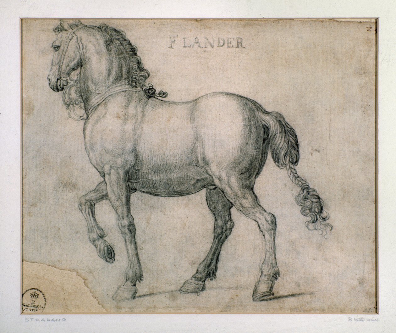 Estudio para un caballo de Flandes de Jan van der Straet
