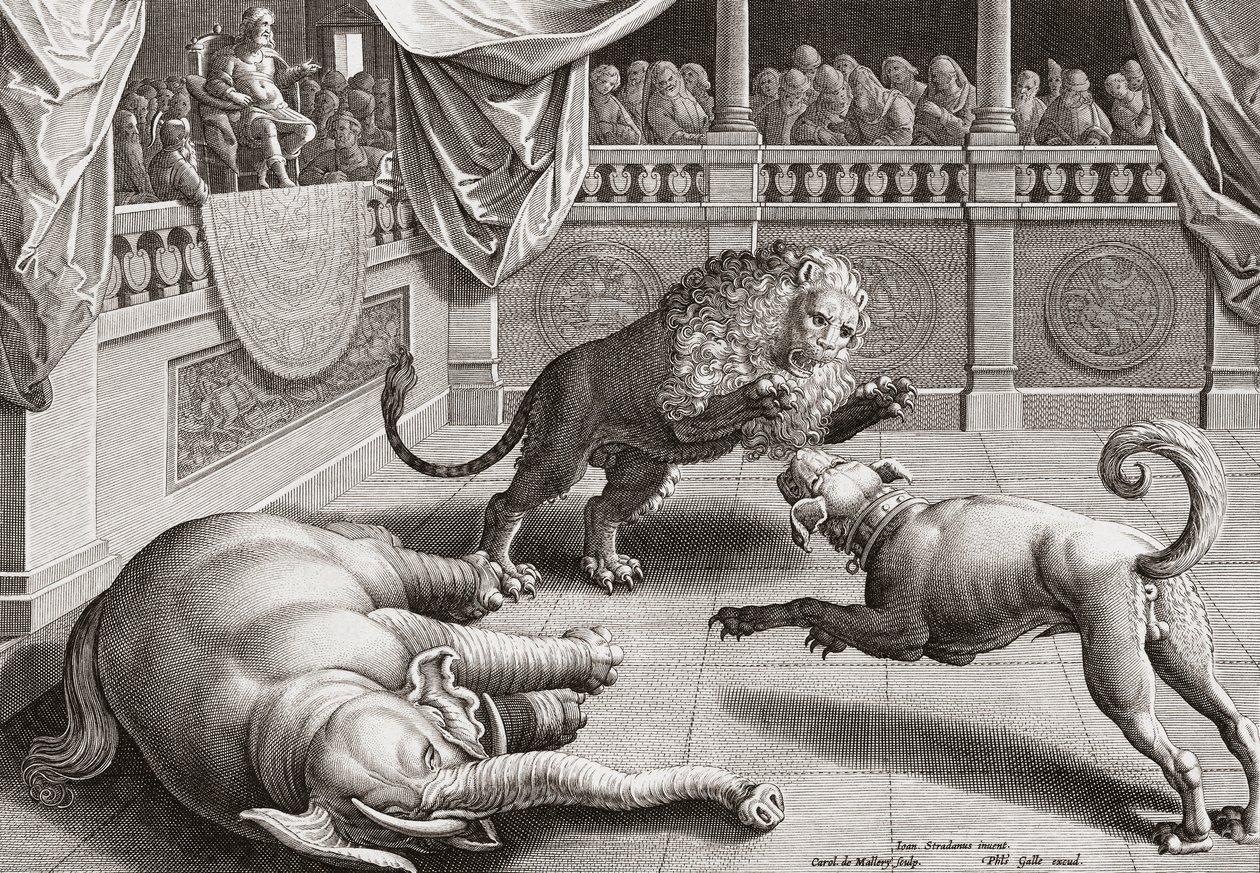 Alejandro Magno observando la lucha de animales, siglo XVI de Jan van der 1523 1605 after Straet