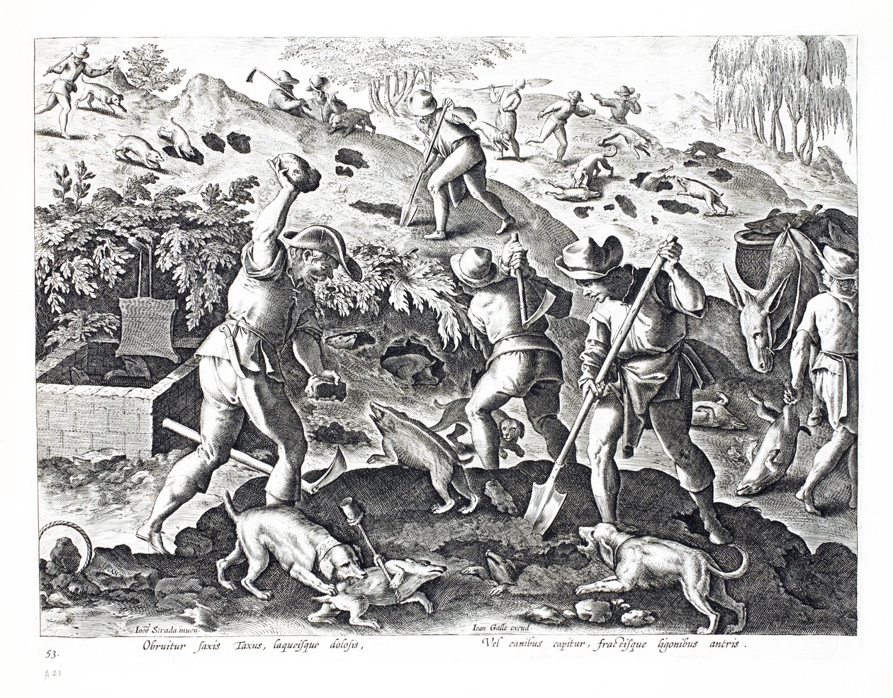 Excavando y capturando tejones, ilustración de 