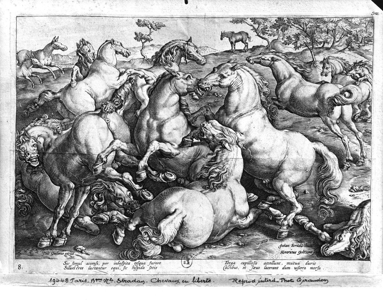 Caballos en la naturaleza de Jan van der Straet