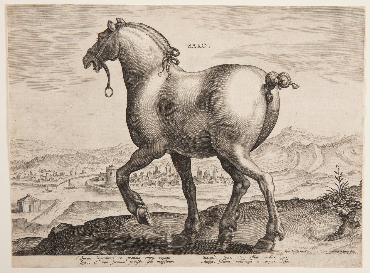 Un caballo sajón, del primer conjunto de "Equile Joannis Austriaci" de Jan van der Straet, called Stradanus