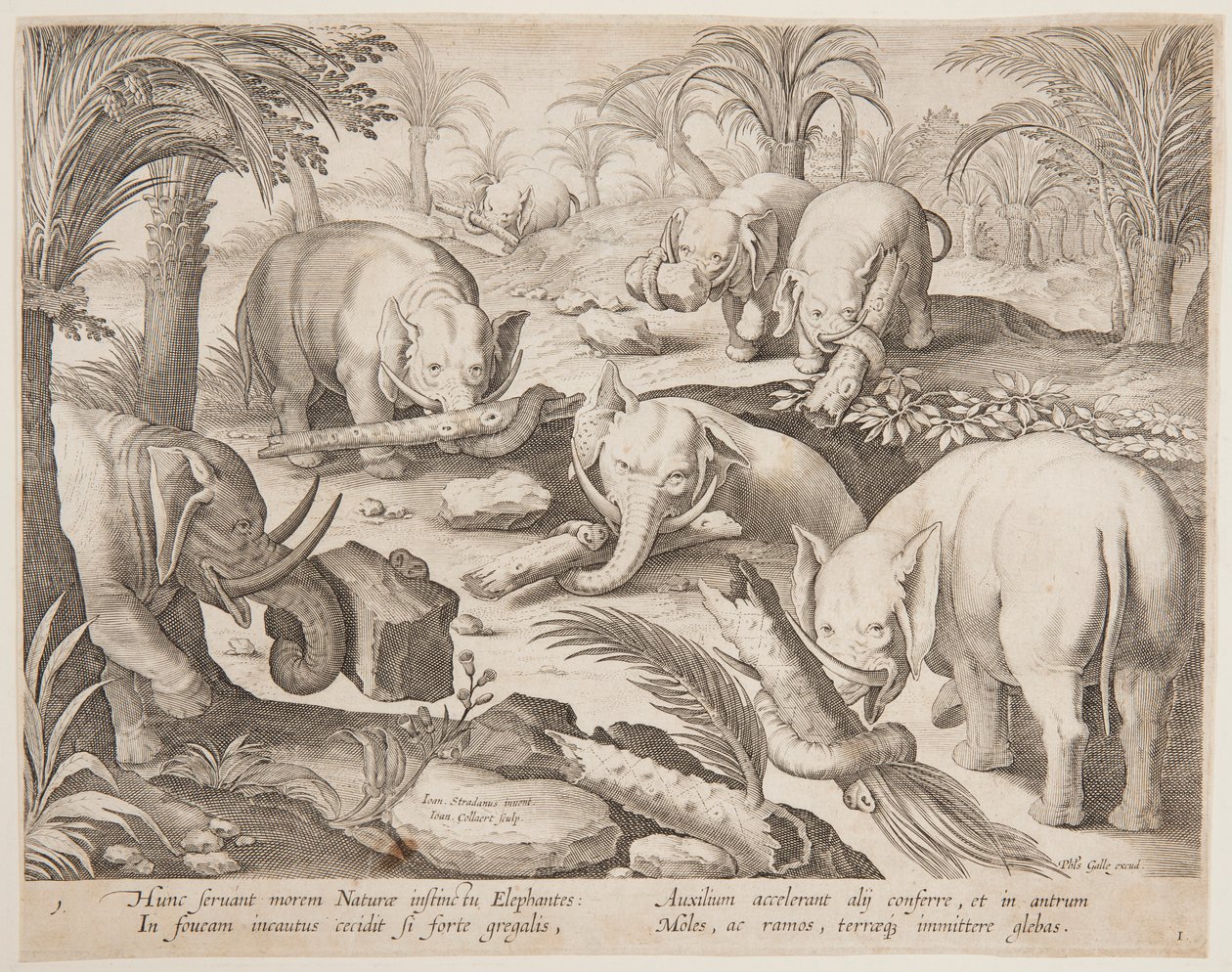 Elefantes ayudándose a salir de una trampa, lámina 1 de la serie Venationes Ferarum, Avium, Piscium de Jan van der Straet, called Stradanus