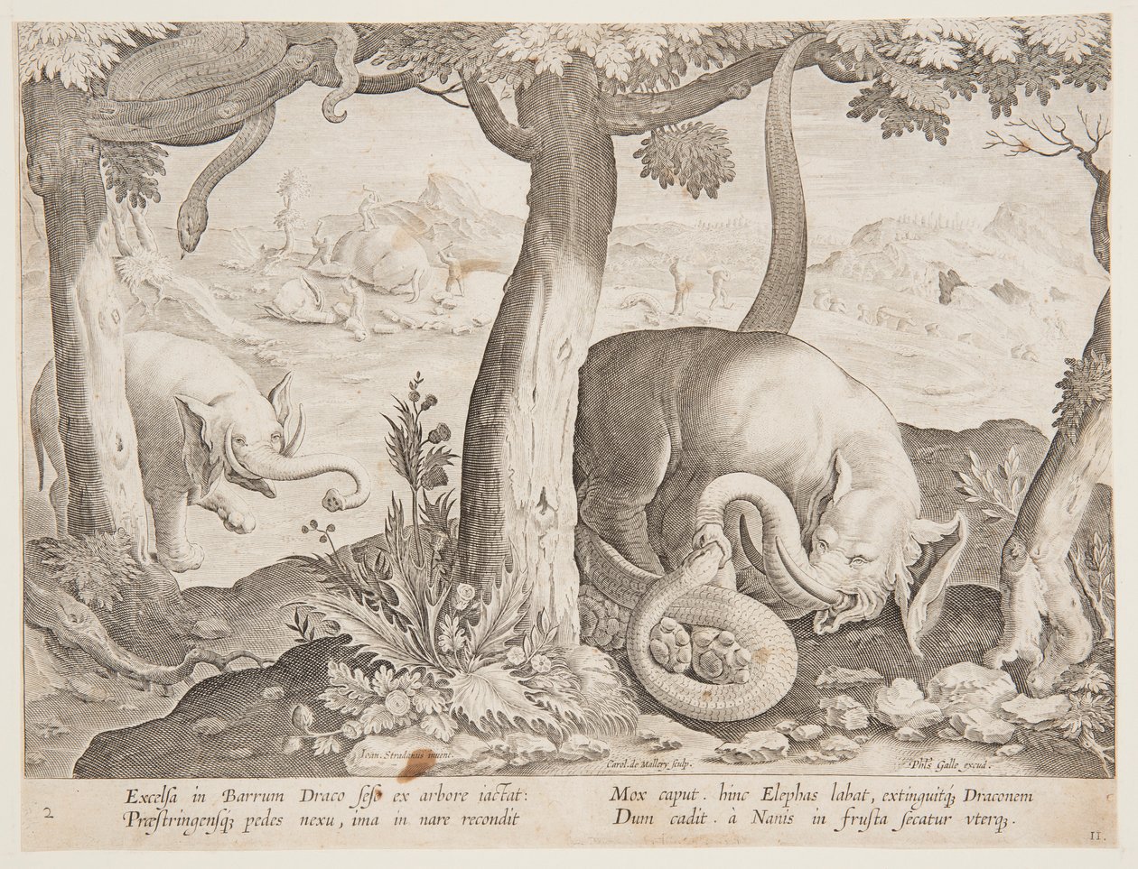 Lucha entre Elefantes y Serpientes, lámina 2 de la serie Venationes Ferarum, Avium, Piscium de Jan van der Straet, called Stradanus