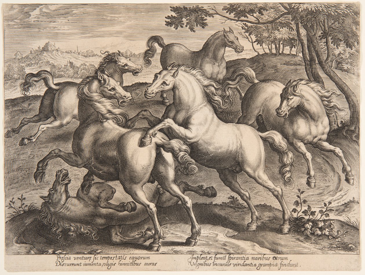Caballos luchando, del cuarto conjunto de "Equile Joannis Austriaci" de Jan van der Straet, called Stradanus