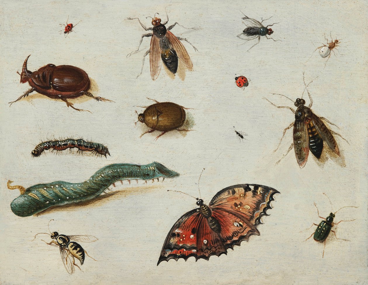 Insectos, pintura de Jan Van Kessel el Viejo (1626-1679) de Jan van the Elder Kessel