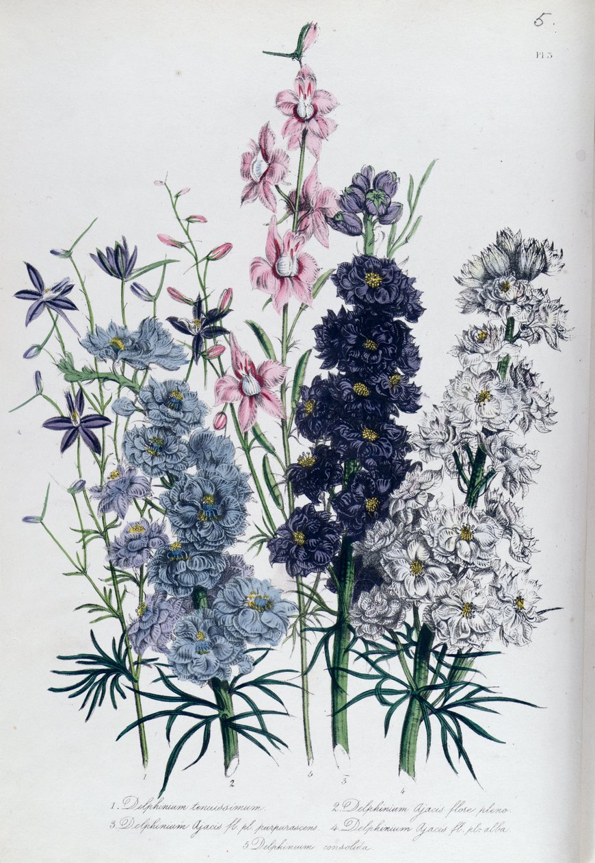 Delphiniums, lámina 3 de 