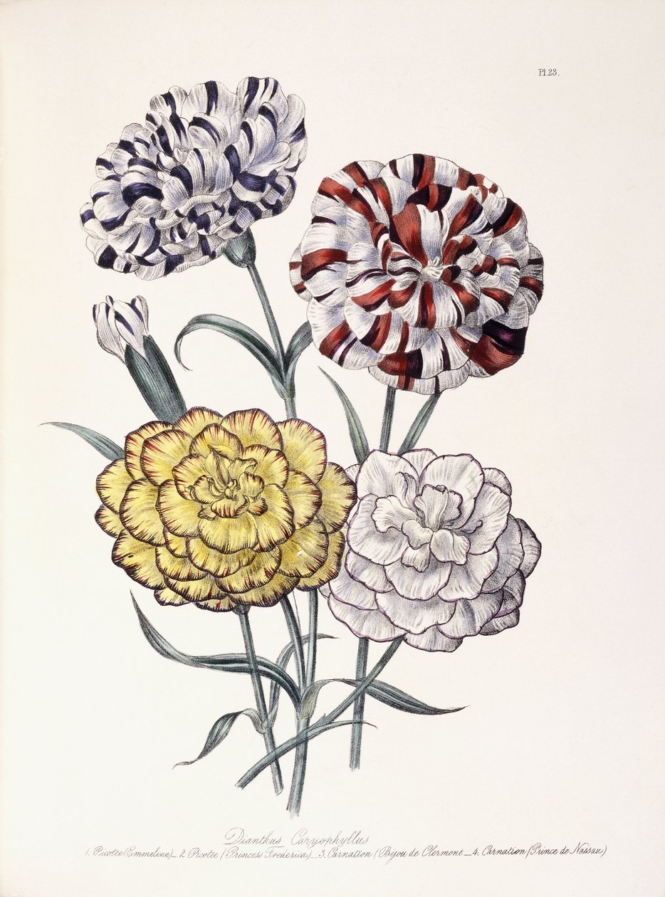 Una variedad de claveles de Jane Loudon
